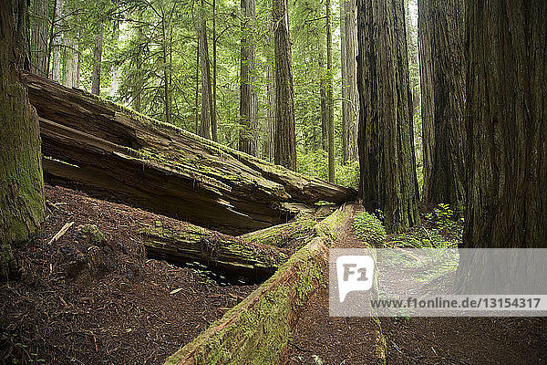 Umgefallene Bäume  Redwoods National Park  Kalifornien  USA