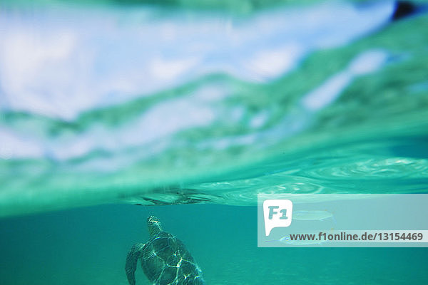 Sea turtle and fish swimming underwater