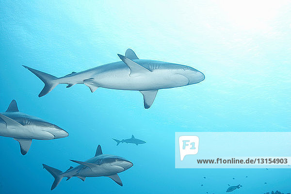 White tip reef shark swimming in ocean