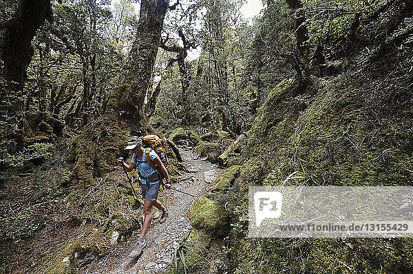 Frau wandert auf einem Pfad im Wald  Neuseeland