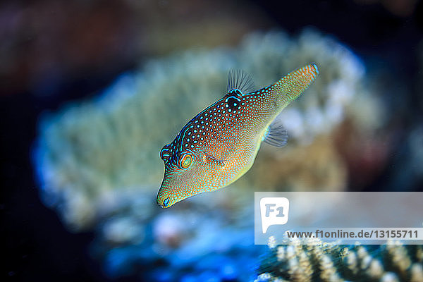 Unterwasseransicht von Canthigaster solandri (Solander's toby) im Palmerston Atoll  Cook Inseln