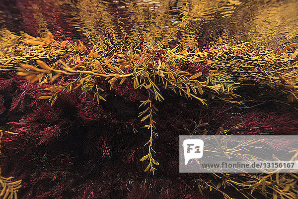 Rote und braune neuseeländische Algen  Gezeitenzone  Meeresschutzgebiet Poor Knights Island  Neuseeland