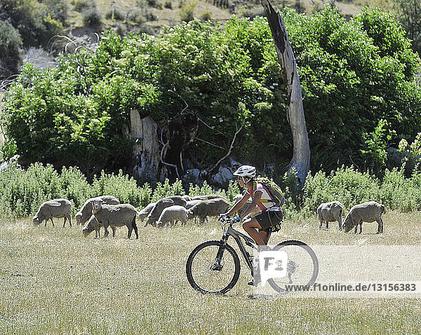 Mittlere erwachsene Frau beim Radfahren auf einem Feld mit Schafen  Neuseeland