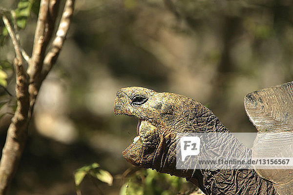 Galapagos-Schildkröte (Geochelone Nigra)  Galapagos-Inseln  Ecuador