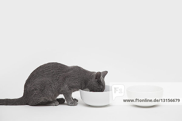 Studio shot of russian blue kitten eating from two bowls