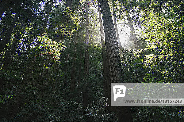 Wald im Sonnenlicht  Mill Valley  Marin County  Kalifornien  USA