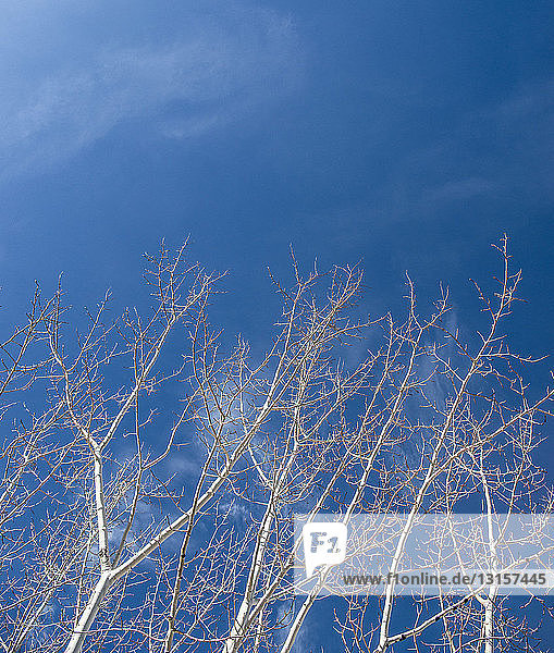 Niedriger Blickwinkel auf kahle Bäume vor blauem Himmel