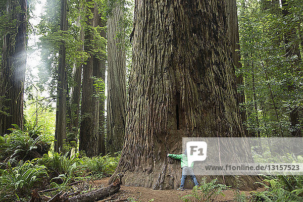 Junge umarmt Baumstamm  Redwoods National Park  Kalifornien  USA