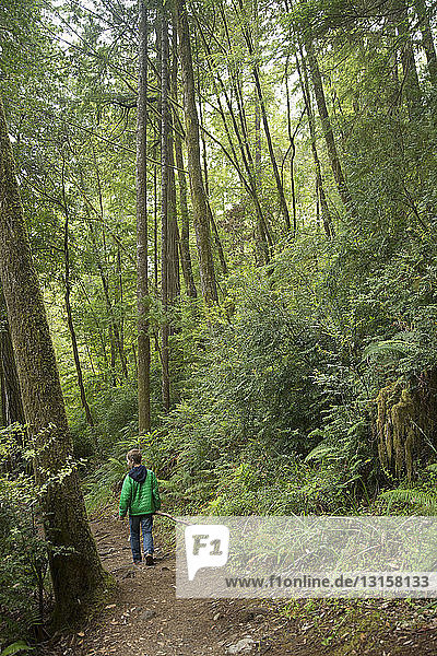 Boy walking on path  Redwoods National Park  California  USA