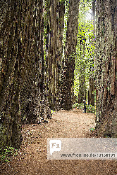 Mature man in Redwoods national Park  California  USA