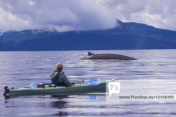Männlicher Seekajakfahrer beobachtet Finnwal  Kodiak  Alaska  USA