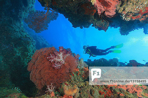 Diver swimming in coral reef