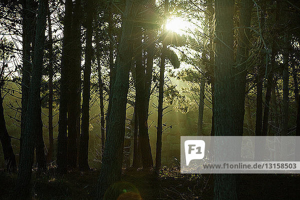 Dunkler Wald mit Sonnenlicht und silhouettierten Bäumen