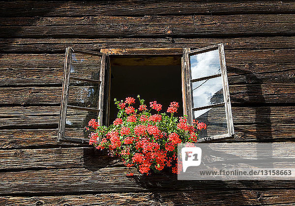Blumen als Fensterschmuck auf dem Bauernhof