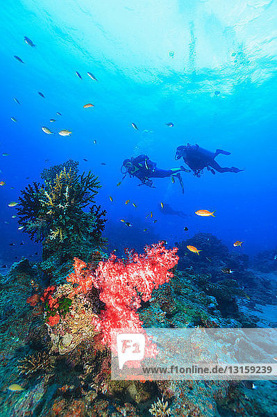 Divers swimming in coral reef