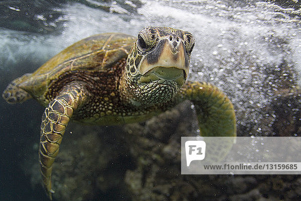 Unterwasserporträt einer Schildkröte  die im Meer schwimmt  Hawaii  USA