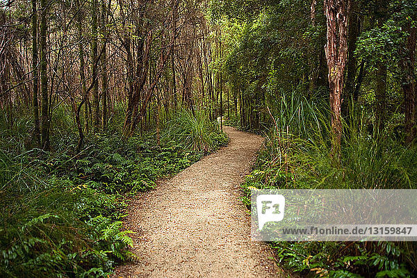 Ein Weg durch die Wälder Tasmaniens