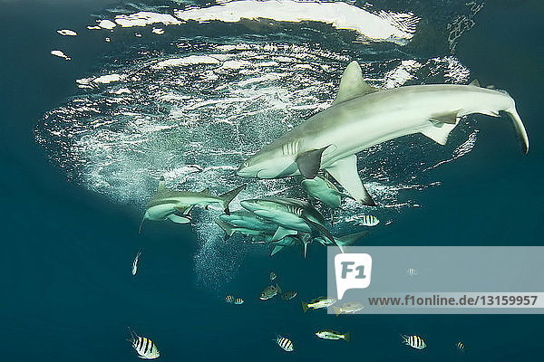Reef sharks underwater at Uepi Island Jetty  New Britain  Solomon Islands