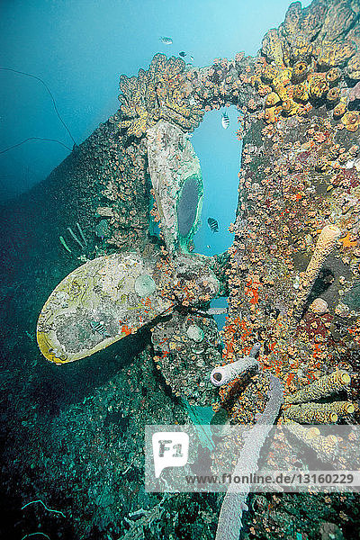 Koralle wächst auf Unterwasserschiffswrack