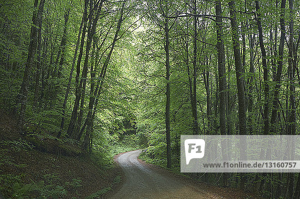 Empty rural road through forest