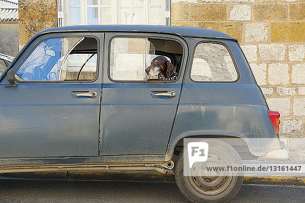 Porträt eines Hundes  der aus einem geparkten Autofenster schaut  Monpazier  Dordogne  Frankreich