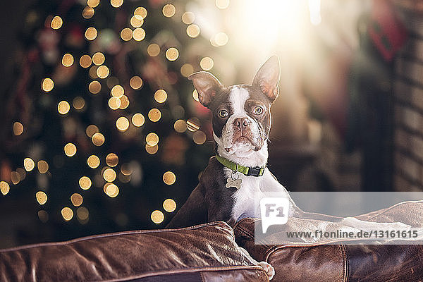 Porträt eines Boston Terriers auf dem Sofa vor dem Weihnachtsbaum