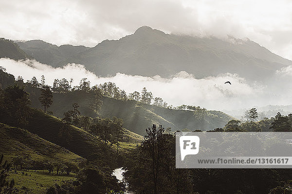 Blick auf das neblige Tal in der Morgendämmerung  Lanquin  Alta Verapaz  Guatemala  Mittelamerika