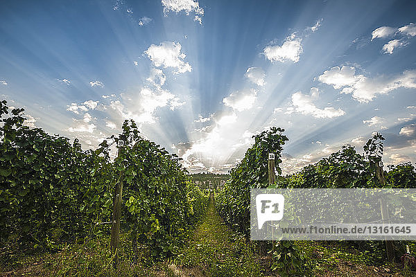 Morgendliches Sonnenlicht über dem Pinot Blanc-Weinberg entlang der Naramata Bench  South Okanagan Valley  Naramata  British Columbia  Kanada