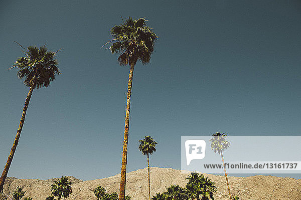 Blick auf Palmen und Berge  Palm Springs  Kalifornien  USA