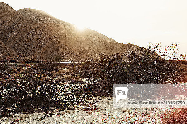 Getrocknete Büsche und Berge im Sonnenlicht  Palm Springs  Kalifornien  USA