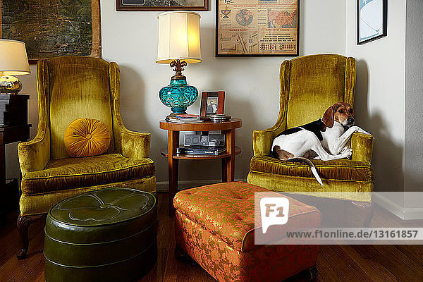 Pet dog relaxing in armchair in living room