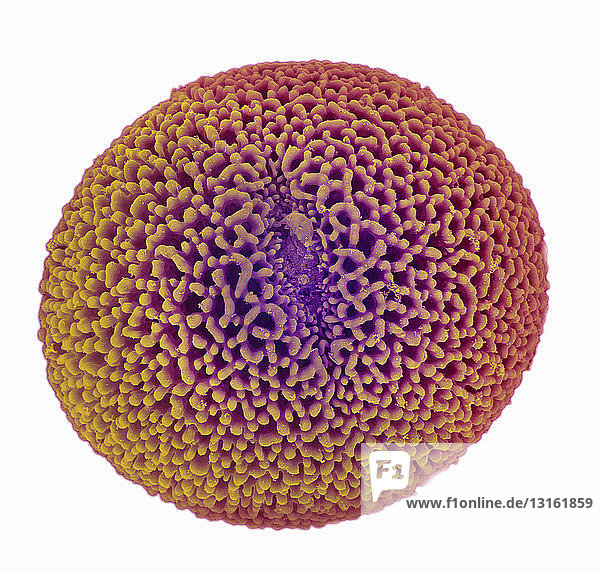SEM von Geranium-Pollen