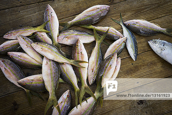 Caught snappers and yellowtail fish on wooden pier  Islamorada  Florida  USA