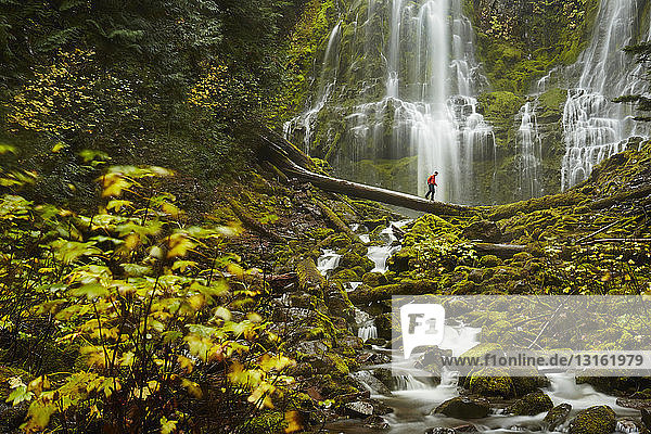 Male hiker crossing tree trunk over Proxy Falls Oregon USA