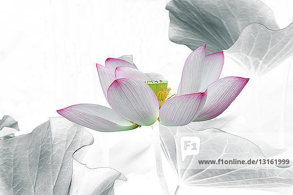Rosa und weiße Lotusblume