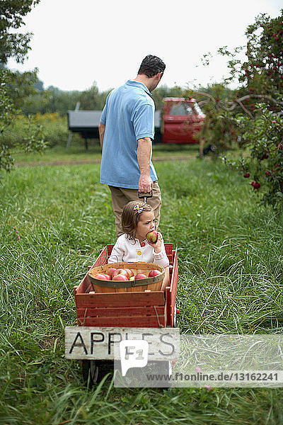 Father pulling wooden cart with daughter and apples