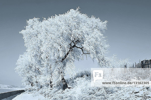 Im Winter mit Eis bedeckte Bäume  Ji Lin  China