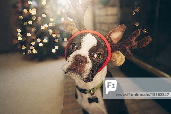 Boston Terrier mit festlichem Geweih vor dem Weihnachtsbaum mit Blick in die Kamera