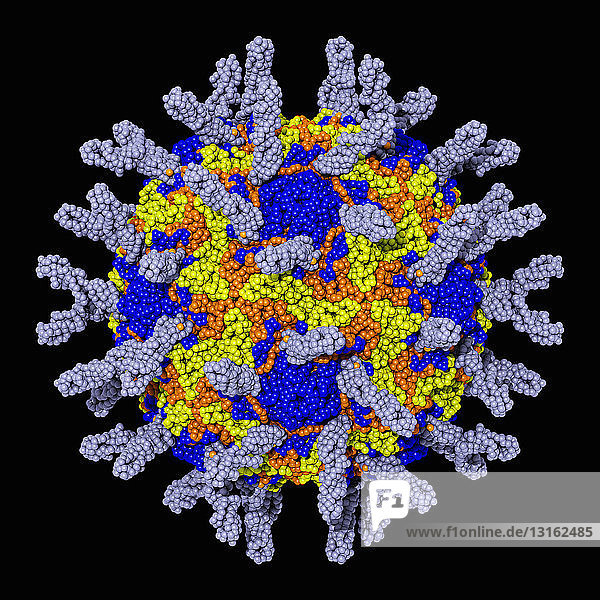 Molekulares 3D-Modell des Rhinovirus