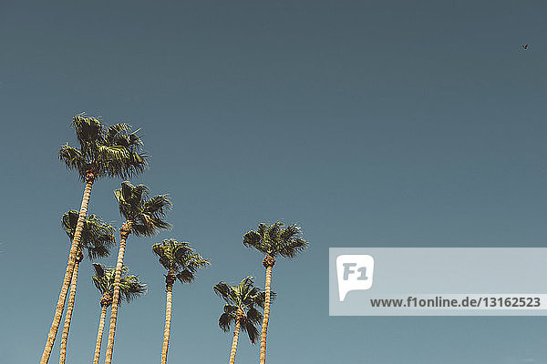 Palmen und blauer Himmel  Palm Springs  Kalifornien  USA