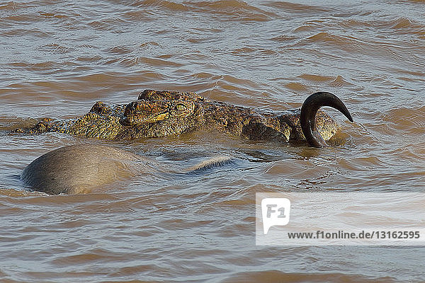 Westliches Weißbartgnu (Connochaetes taurinus mearnsi) vom Nilkrokodil (Crocodylus niloticus) im Fluss angegriffen  Mara-Dreieck  Maasai Mara-Nationalreservat  Narok  Kenia  Afrika
