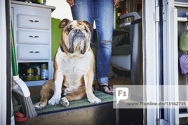 Portrait of bulldog and womans legs in trailer doorway