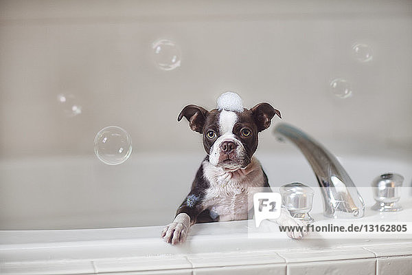 Boston-Terrier-Welpe in der Badewanne mit Seifenlauge am Kopf  Blick in die Kamera
