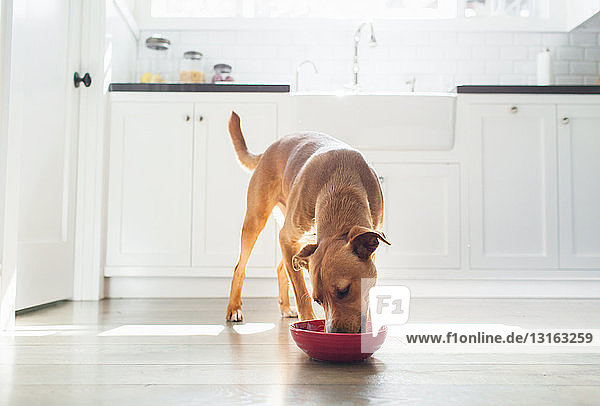 Frontansicht eines braungebrannten Hundes in der Küche  der aus einer roten Schüssel isst