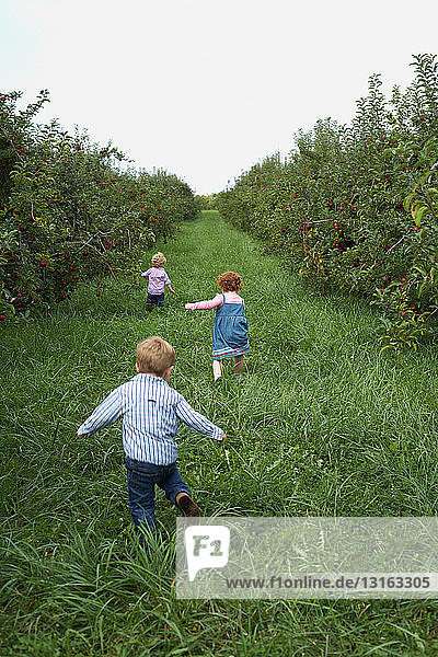 Drei Kinder rennen im Apfelgarten