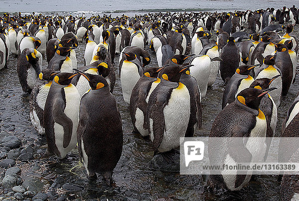 Königspinguinkolonie in Sandy Bay entlang der Ostküste von Macquarie Island Südpolarmeer