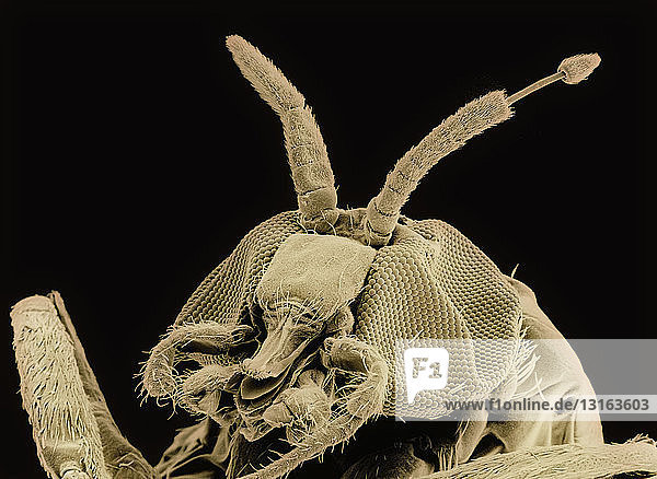 Ausgewachsene Kriebelmücke mit Parasit Onchocerca volvulus