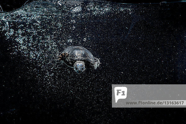 Unterwasser-Frontansicht einer Alligator schnappenden Schildkröte  die Blasen hinter sich herzieht