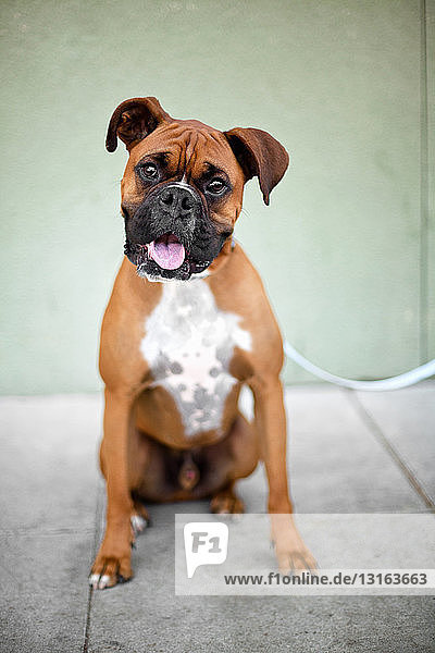 Porträt eines niedlichen Boxerhundes auf dem Bürgersteig