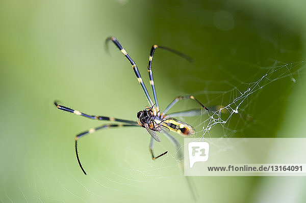 Nahaufnahme von Spinnen  die Fliegen im Netz fangen